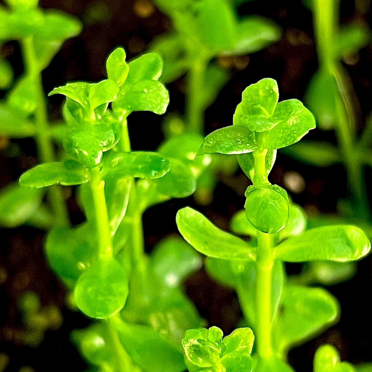 Moneywort