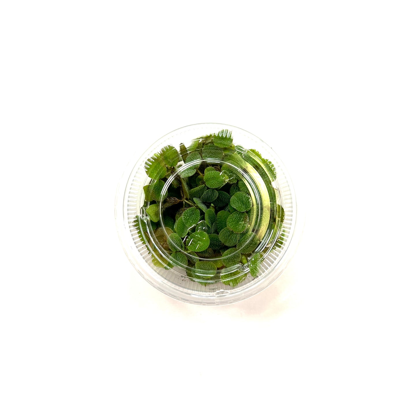 Salvinia Minima