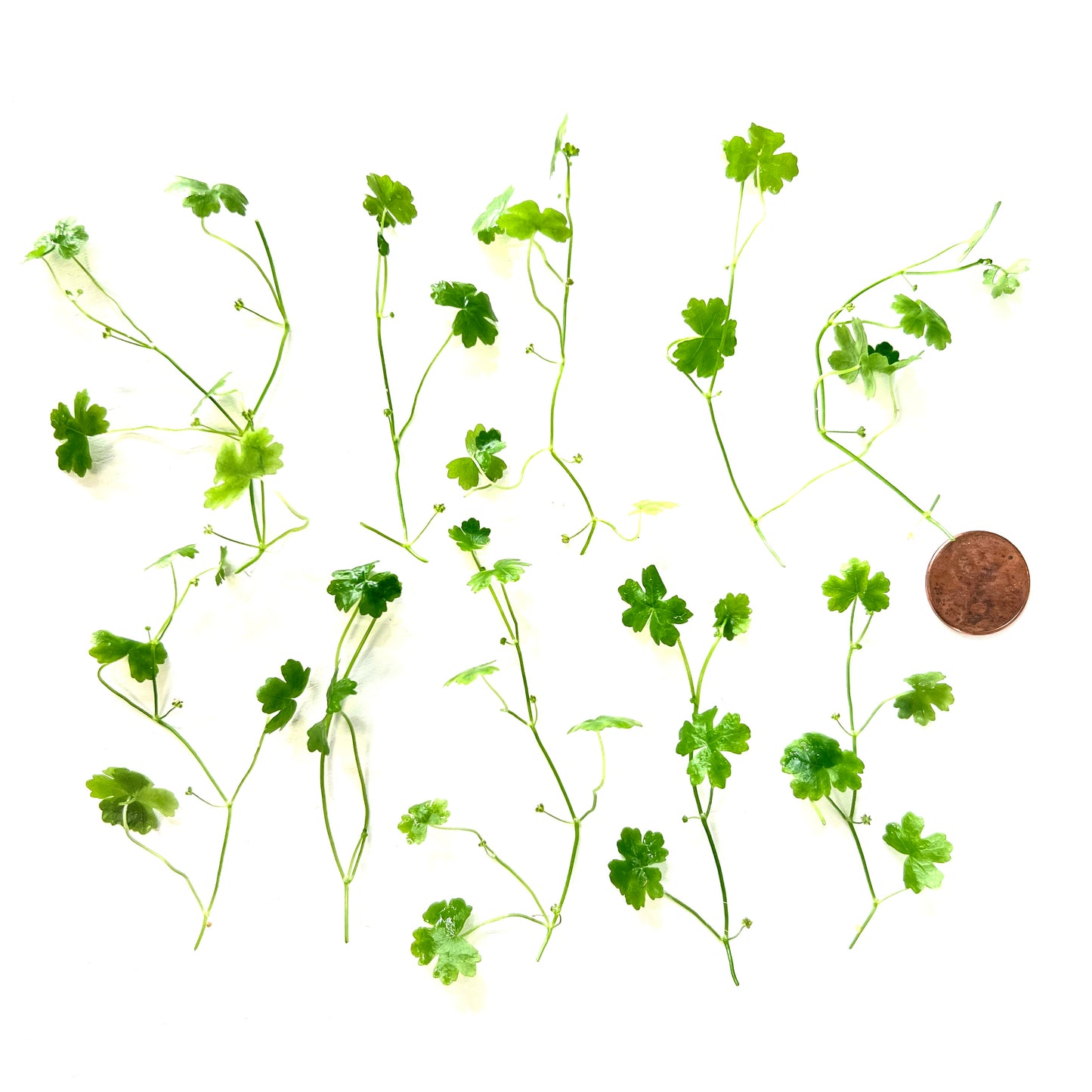 Hydrocotyle Tripartita Japan