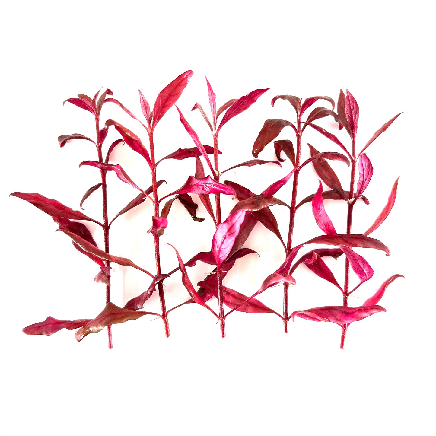 Alternanthera Reineckii