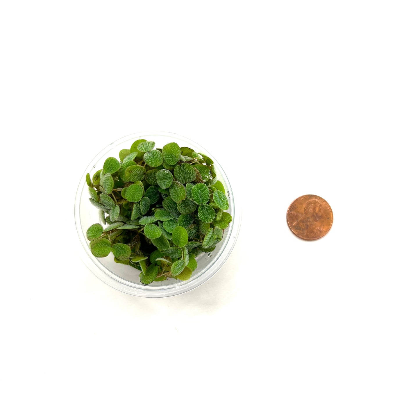 Salvinia Minima