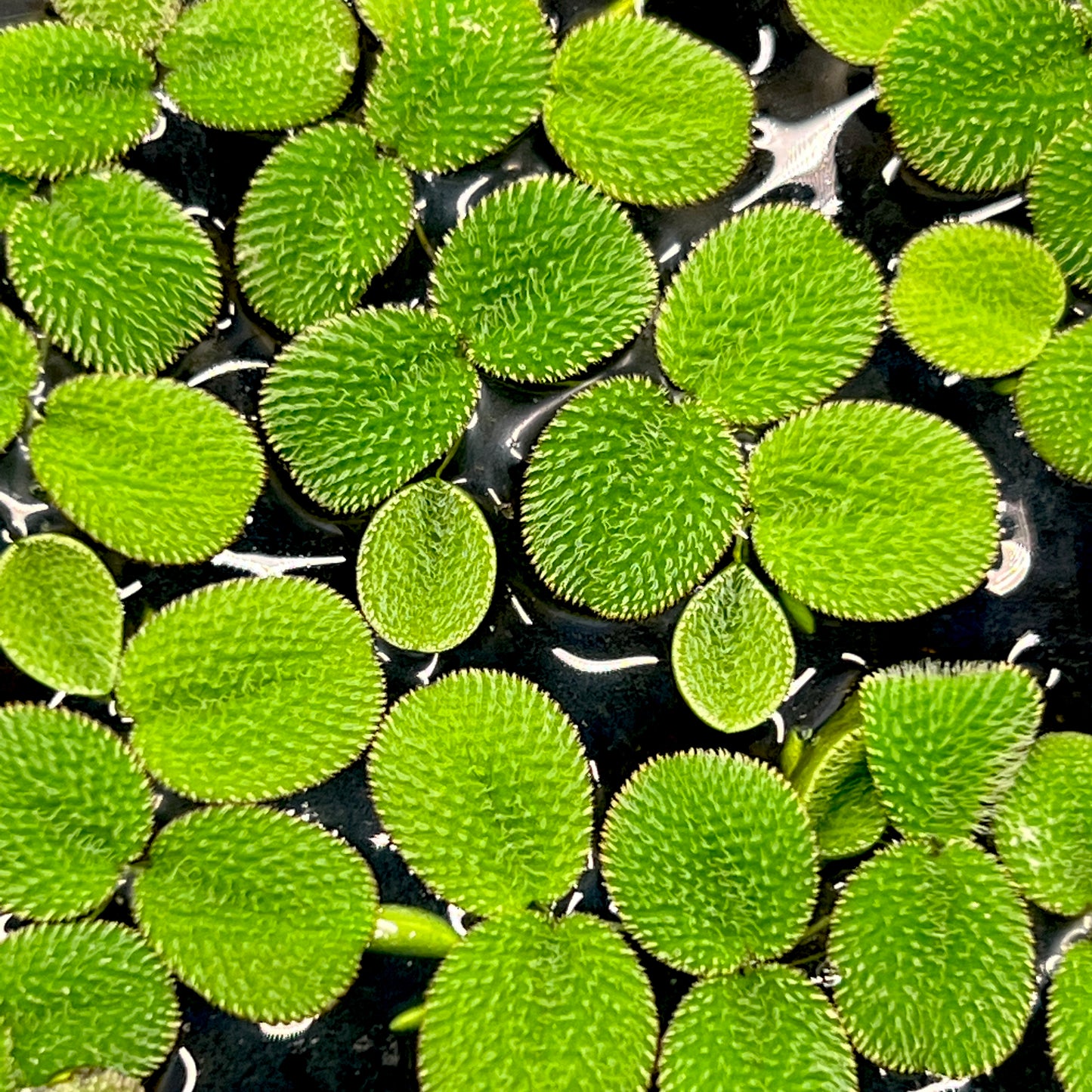 Salvinia Minima