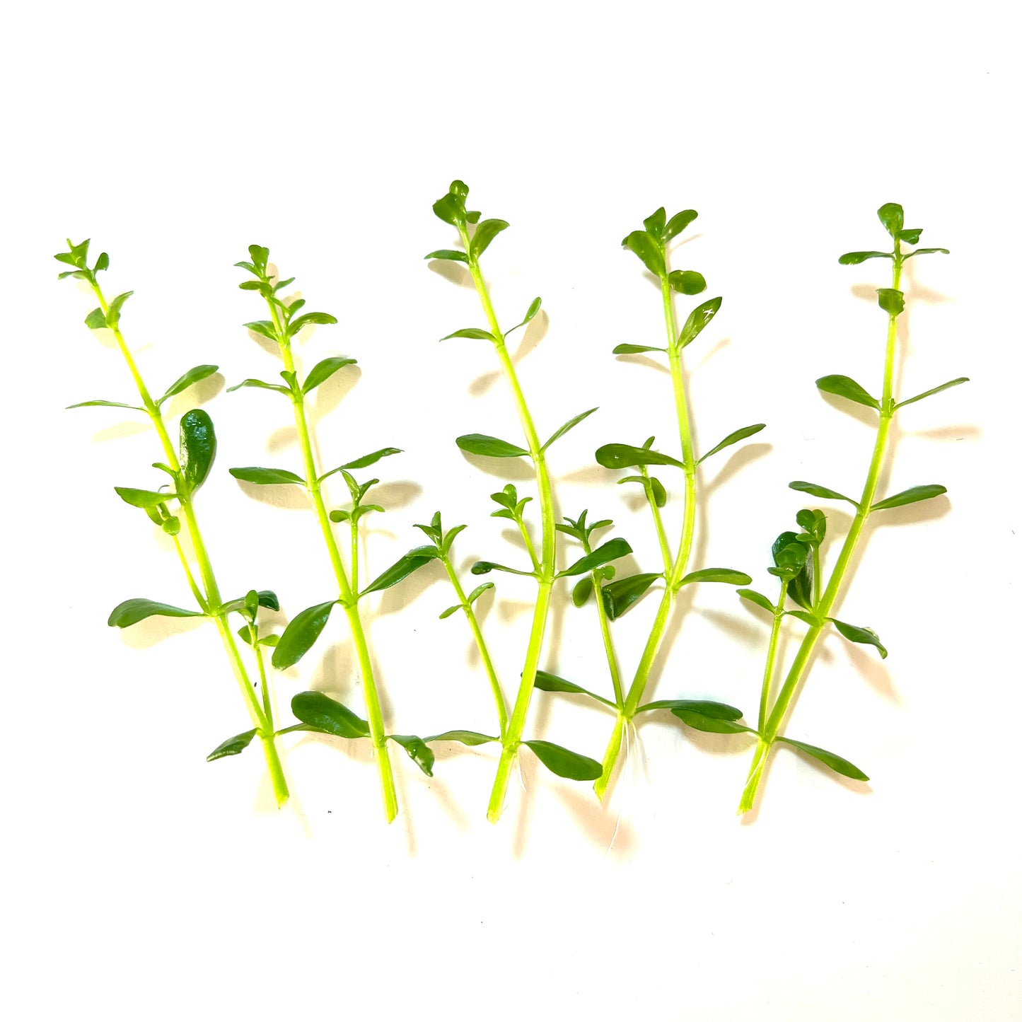 Moneywort