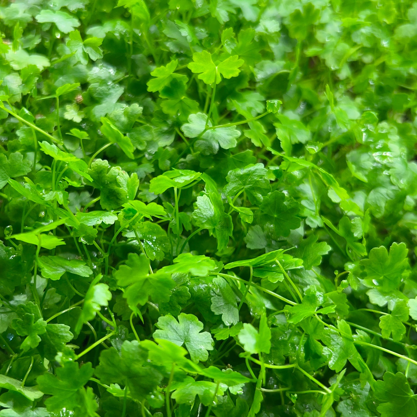 Hydrocotyle Tripartita Japan