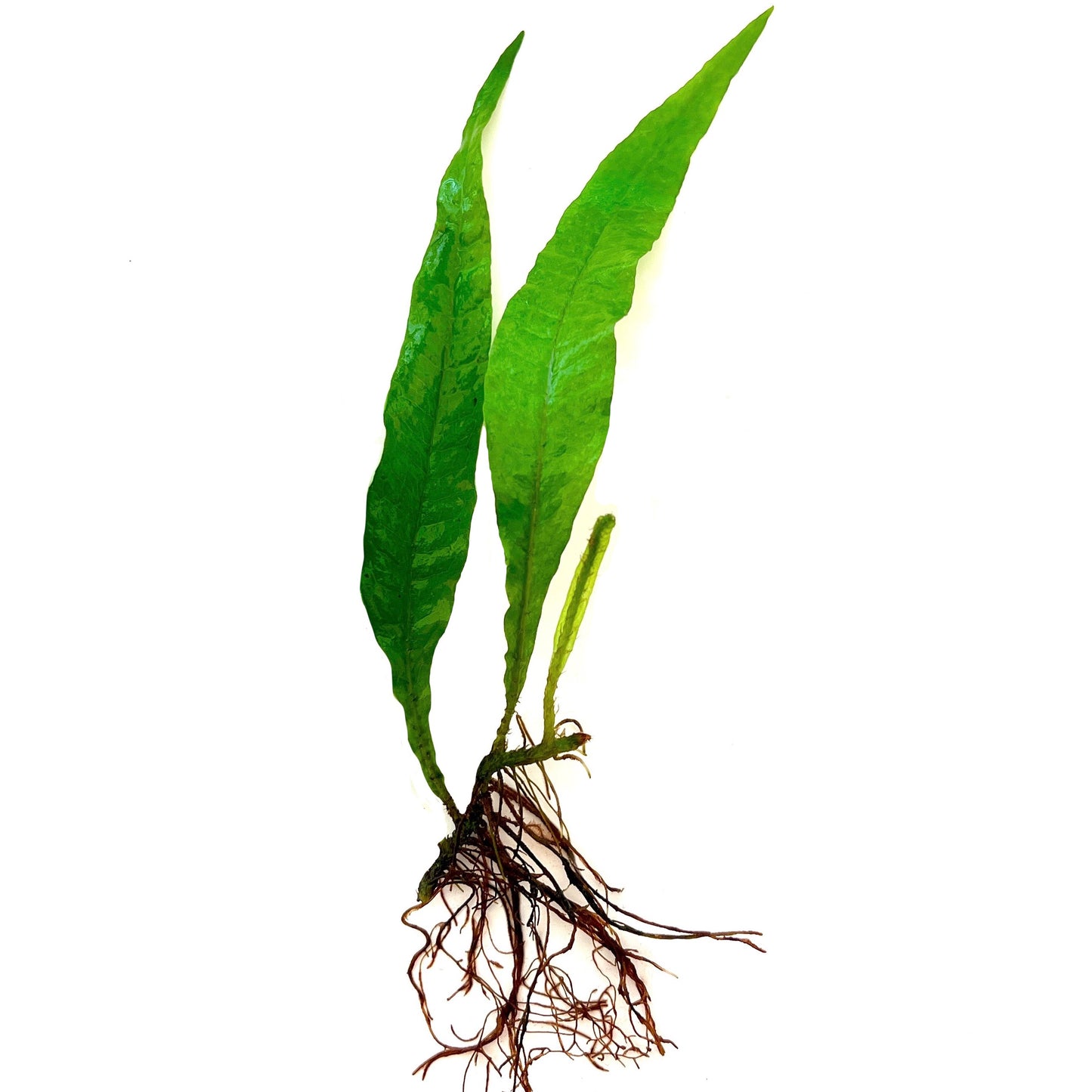 Java Fern