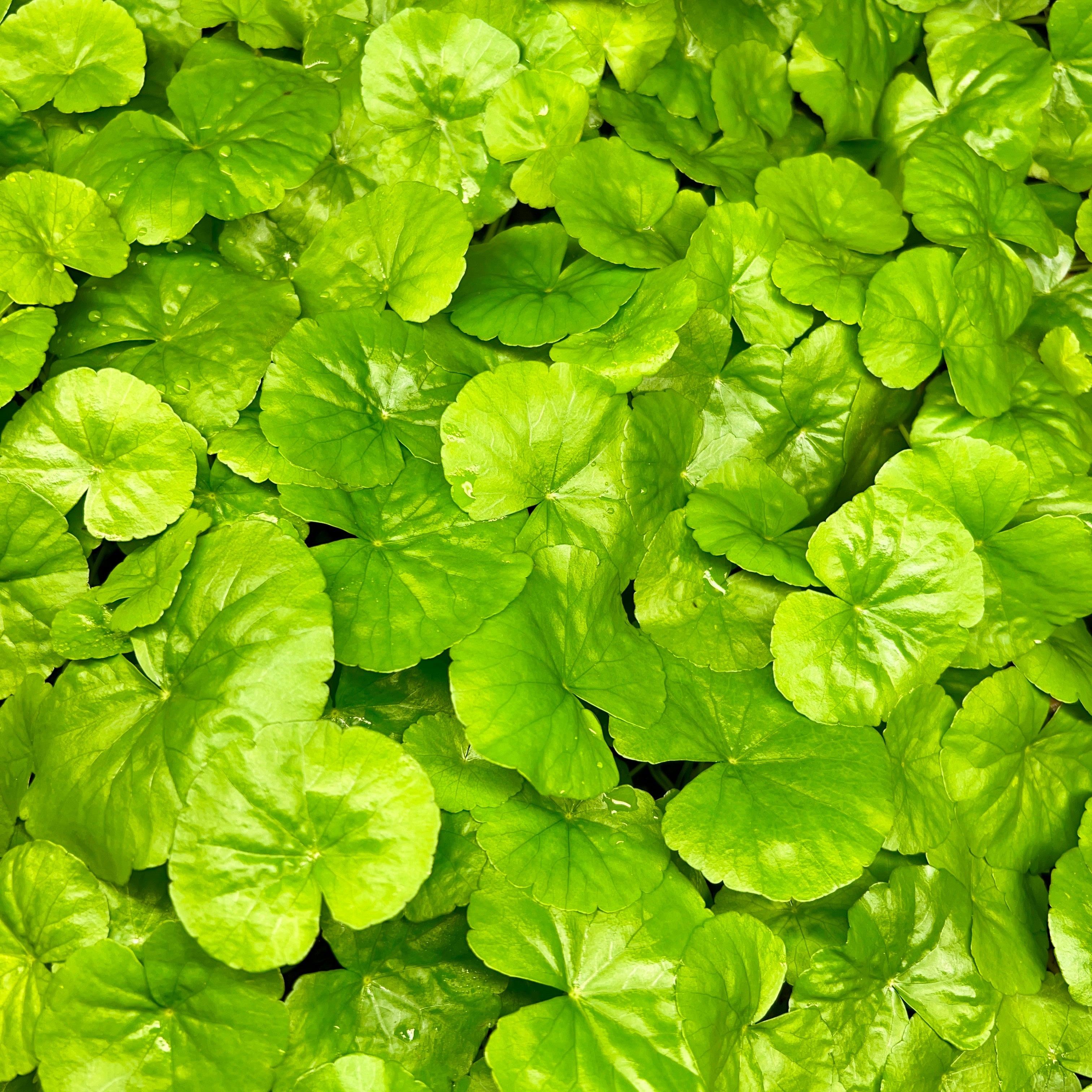 Brazilian Pennywort – Aquarium Plant Lab