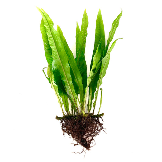 Java Fern Mother Plant