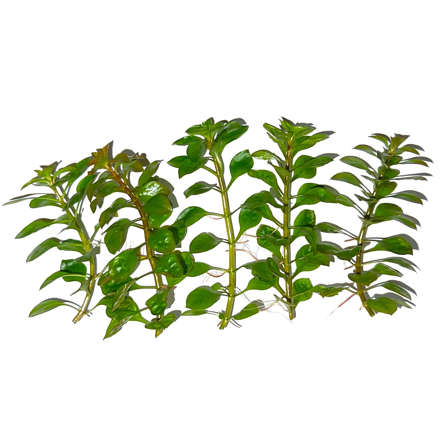 Ludwigia Palustris (Green)