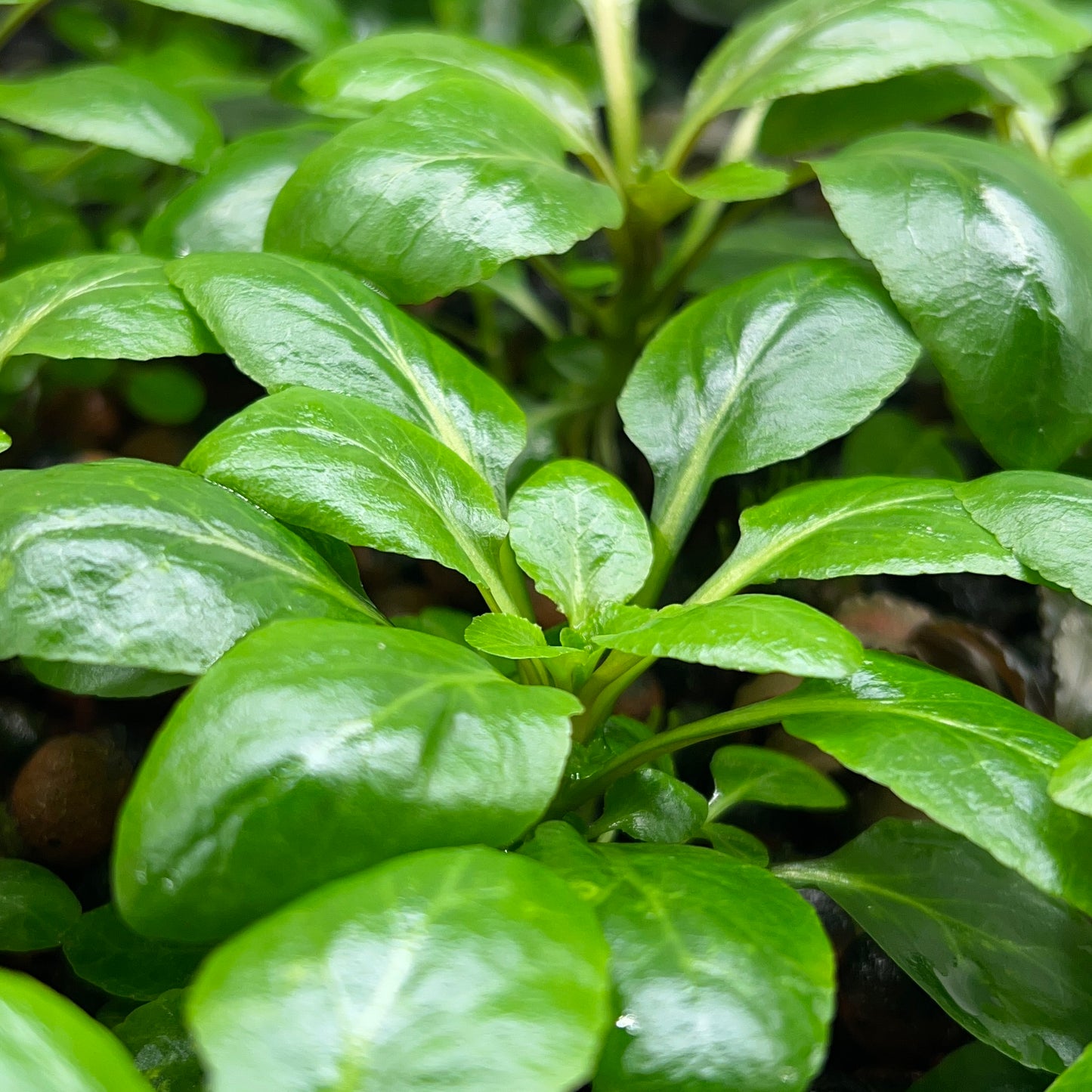 Lobelia Cardinalis